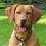 Dodger123