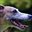 whippetlove