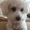 maisythedog12