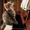 sadcat
