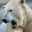 Snowlabear