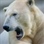 Snowlabear