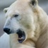 Snowlabear