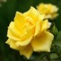 anni15