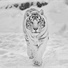 Snowtiger