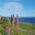 Seaweedfreak