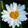 Lmdaisy