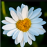Lmdaisy