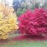 Jayneybird