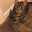 CatLady63