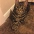 CatLady63