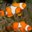 Midnightfish