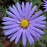 daisyv
