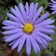 daisyv