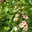 Foxglove