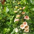 Foxglove