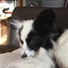 LillieQ
