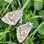 Swallowtailbutterly