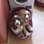 2spaniels