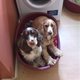 2spaniels