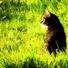 Crazycatlady68