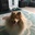 Sheltie_Lady