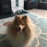 Sheltie_Lady