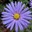 Shaz060271