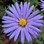 Chelby53