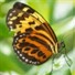 FlutterbyCL