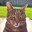 catswhiskers