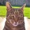 catswhiskers