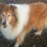 Oldcodger