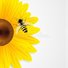 Sunflowershine