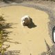 DirtyDog