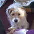 PipBigglesBelle