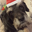 Buddysue