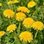 Dandelions