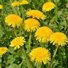 Dandelions
