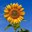 sunflower94