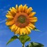 sunflower94