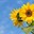 Sunflower00