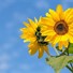 Sunflower00