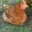 Cat_chick