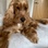 Barneybear