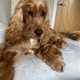 Barneybear
