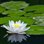 Lily56