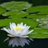 Lily56