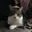 Kittykali