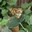 Chazza1788
